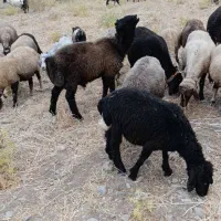 بره قوچی