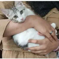 گربه خونه ای زهک ده گرگیج گمشده ب یابنده مژدگانی|گربه|زابل, |دیوار