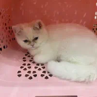 واگذاری و فروش بریتیش سفید اصیل