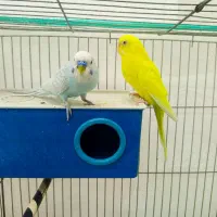 مرغ عشق جفت|پرنده|سیرجان, |دیوار