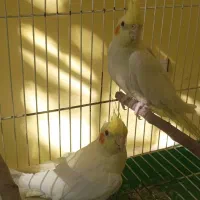 فروش یا معاوضه عروس هلندی ماده|پرنده|مشهد, وکیل‌آباد|دیوار