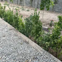230مترزمین ویلایی داخل بافت ۴دیواری شده سندتک برگ|فروش زمین و ملک کلنگی|هشتگرد, هشتگرد قدیم|دیوار
