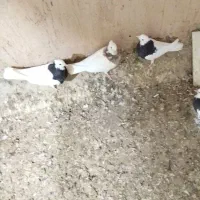 طوقی سیاه و هفرنگ