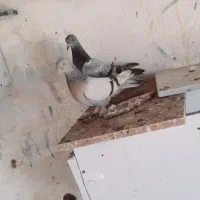 سبز ترک با جوجه