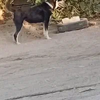 سگ فروشی|سگ|گنبکی, |دیوار