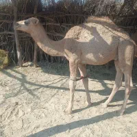 شتر.|حیوانات مزرعه|زهک, |دیوار