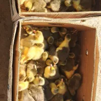 ۵۰عددجوجهغازسالمسرحال