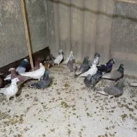 ۱۰ جفت کفتر پرشی|پرنده|قم, باجک دو|دیوار