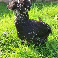 جوجه زینتی جوجه سلطان