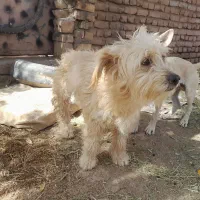 پاپی پشمالو|سگ|تربت‌حیدریه, پائین ولایت|دیوار