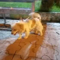 سگ پاکوتاه نژاد پامر اشپیتز|سگ|ابهر, |دیوار