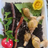 حلزون آچاتینا