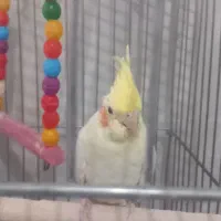 سه عددعروس هلندی|پرنده|گرمسار, |دیوار