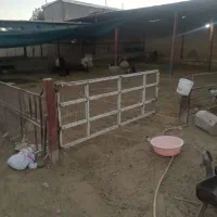 کارگاه دامداری|فروش دفتر صنعتی، کشاورزی، تجاری|شیراز, کفترک|دیوار