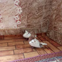نرماده کاکل سینه سرخ