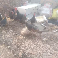 بوقلمون فروشی کردی اصیل