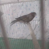 قناری نر سوخته سرخ بلژیکی مست شلاقی ،ماده|پرنده|کرمان, |دیوار