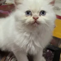 گربه هیمالین پسر