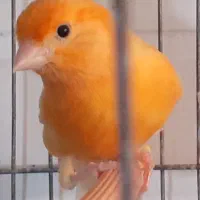 قناری سرخ آماده