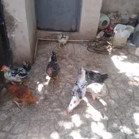۷تا مرغ وخروس