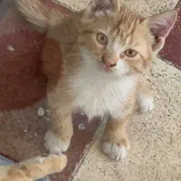 گربه نارنجی 3ماهه