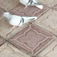 دو عدد سبزه دم سفیده ماده شعمک تخت|پرنده|خرامه, |دیوار