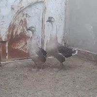 قوغاز|حیوانات مزرعه|زابل, |دیوار