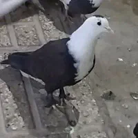 کفتر کلاغ. کله سفید . نر|پرنده|تربتحیدریه, رضاشهر|دیوار