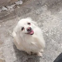 سگ پامر