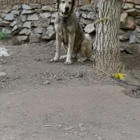 ماده سگ