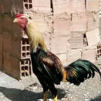 خروس لاری صابونی|حیوانات مزرعه|خاوران, |دیوار