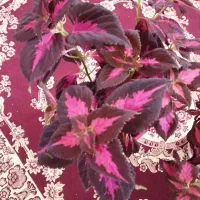 گل‌و‌گیاه‌طبیعی‌