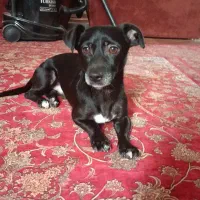 واگذاری سگ نژاد دار پا کوتاه فانتزی خیلی بازیگوش