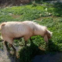 بز نر هل|حیوانات مزرعه|سیوان, |دیوار