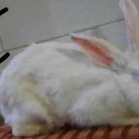 خرگوش نرسفید  یک ساله و دوماهه بسیار آرام