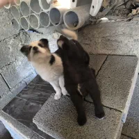 واگذاری توله پاکوتاه معاوضه با پرنده