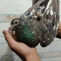 فروشی|پرنده|کوهبنان, |دیوار