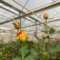 نیروی کار|استخدام صنعتی، فنی، مهندسی|نجف‌آباد, حومه نجف آباد|دیوار