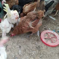 مرغ و خروس دهاتی