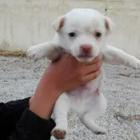 2تاتوله یکی نریکی ماده 2ماهه|سگ|کرمانشاه, |دیوار