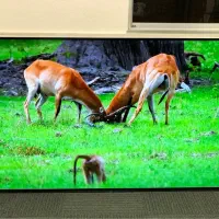 ال ای دی ۵۸ اینچ جی وی سی ژاپنی 4K اسمارت آندروید|تلویزیون و پروژکتور|اهواز, پردیس دو|دیوار