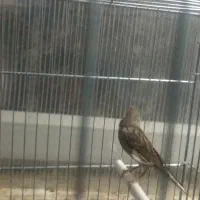 قناری قرمز ماده، طوسی ماده ، سیاه سفید نر مست|پرنده|اردبیل, |دیوار