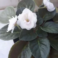 گل خورشید|گل و گیاه طبیعی|رشت, فخب|دیوار