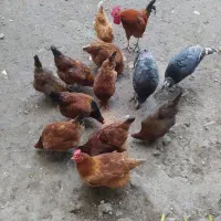 مرغ محلی تخمگذار امساله