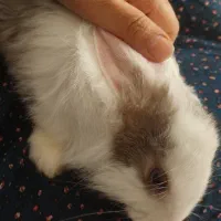 خرگوش|موش و خرگوش|مشهد, فرهنگ|دیوار