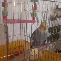 عروس هلندی نر سخنگو با قفس