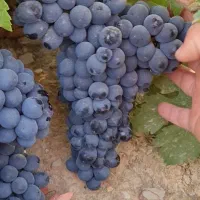 فروش انگور سیاه