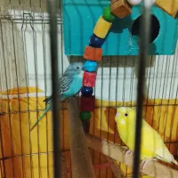 یک جفت مرغ عشق بالغ قیمت 400