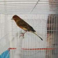 قناری نر مست