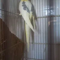 عروس